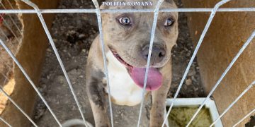 Băimărean de 34 de ani, cercetat pentru infracţiuni împotrvia animalelor. Într-un ţarc din Fărcaşa creştea şi înmulţea câini periculoşi şi agresivi – video