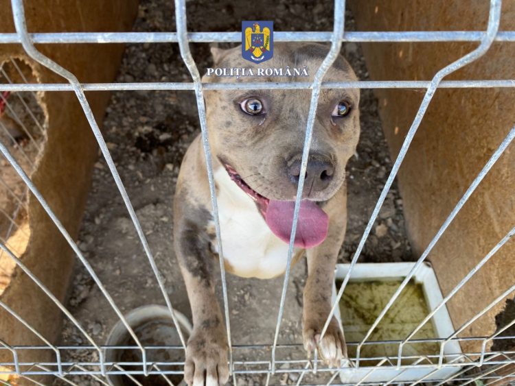 Băimărean de 34 de ani, cercetat pentru infracţiuni împotrvia animalelor. Într-un ţarc din Fărcaşa creştea şi înmulţea câini periculoşi şi agresivi – video