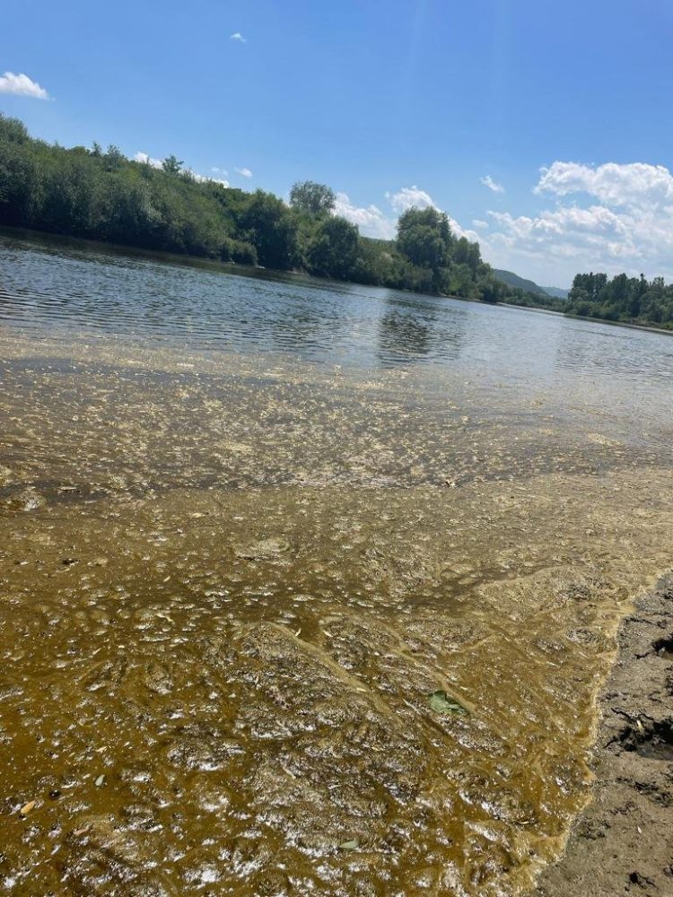 Alge bentice pe râul Someș și în lacuri de acumulare!