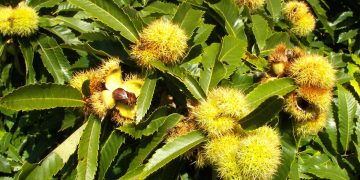 Pădurile de castan situate în vecinătatea municipiului Baia Mare, afectate de cancerul scoarţei, vor fi salvate prin replantări anuale