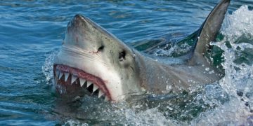 Pot ataca rechinii în Marea Neagră? Ce spun specialiştii despre un posibil pericol pe litoral