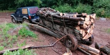Hoţi de lemne, prinşi în flagrant într-o pădure din Săpânţa