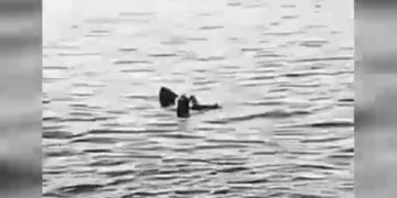 O turistă care făcea scufundări la mică adâncime a fost ucisă de un rechin în Egipt