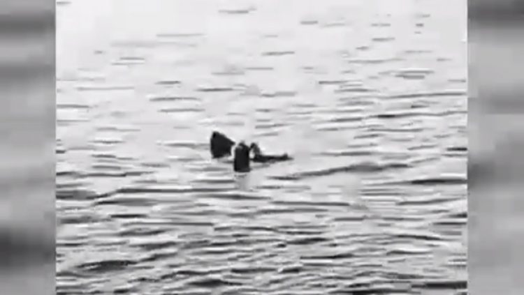 O turistă care făcea scufundări la mică adâncime a fost ucisă de un rechin în Egipt