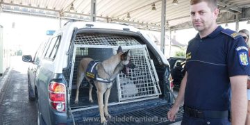 Cima, câinele erou: Acțiune de detectare a droguri în PTF Petea