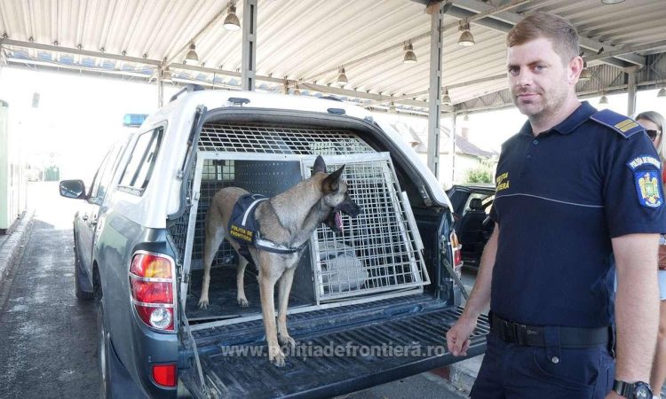Cima, câinele erou: Acțiune de detectare a droguri în PTF Petea
