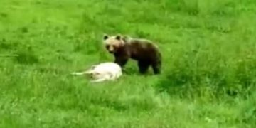 Ursul a dat atacul în Copalnic Mănăștur! 🐻 ATENȚIE CETĂŢENI❗️🐻