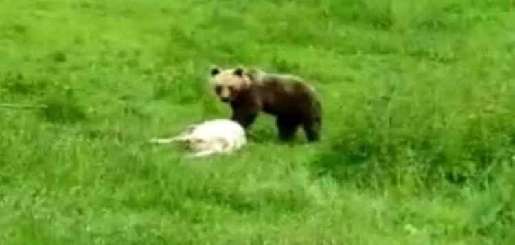 Ursul a dat atacul în Copalnic Mănăștur! 🐻 ATENȚIE CETĂŢENI❗️🐻