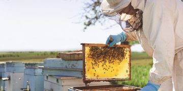 O nouă ediţie a Festivalului Stuparilor la Cerneşti – program