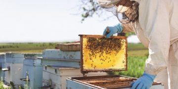 Festivalul Stuparilor din Maramureș va reuni peste 100 de apicultori