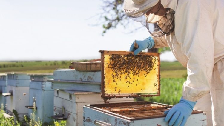 Festivalul Stuparilor din Maramureș va reuni peste 100 de apicultori