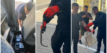 Şarpe găsit printre colete, într-o maşină de curierat din Floreşti