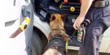 Rico, din nou la înălțime! A depistat țigări ascunse în bagajele unei femei