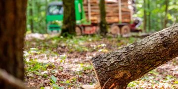 Atenție! Arde pădurea…la Băiuț! EDITORIAL