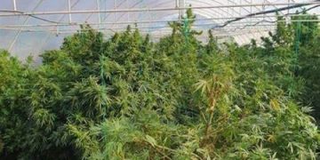 O cultură de canabis pe șase hectare a fost descoperită. O alta a fost identificată într-o iesle din Șomcuta Mare