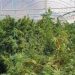 O cultură de canabis pe șase hectare a fost descoperită. O alta a fost identificată într-o iesle din Șomcuta Mare