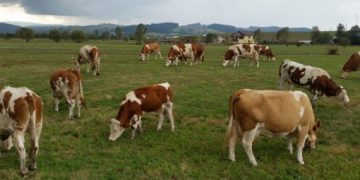 O lume nebună. Fermierii dau laptele cu 1,65 lei, magazinele îl vând cu 10 lei!