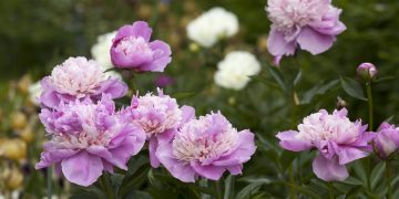 Bujorul a devenit floarea națională a României