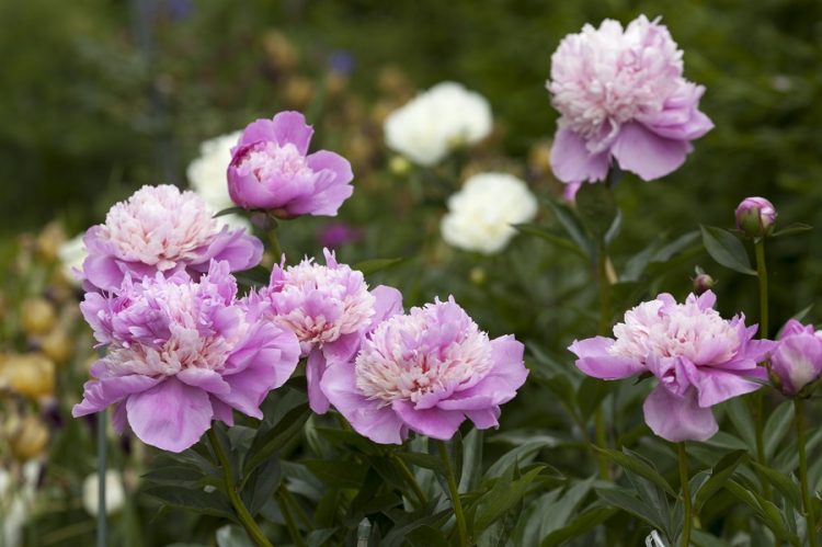 Bujorul a devenit floarea națională a României