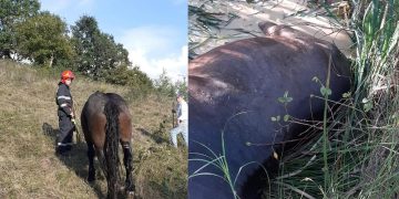 Pompierii lăpușeni au salvat un cal căzut într-o mlaștină