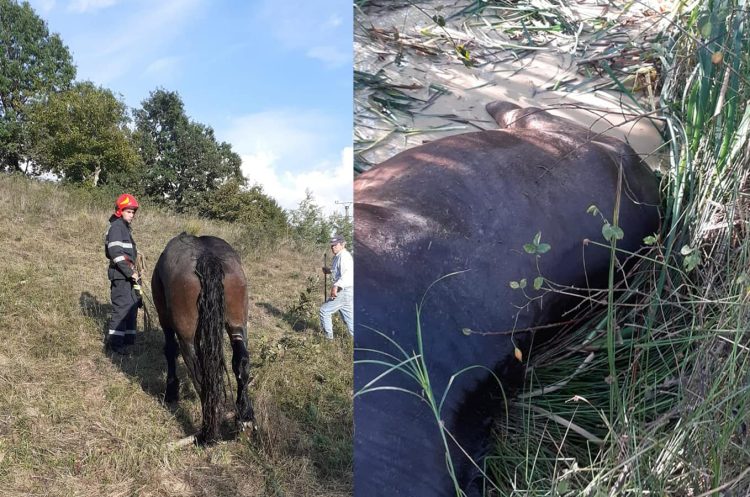 Pompierii lăpușeni au salvat un cal căzut într-o mlaștină