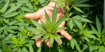 CIA: România a devenit țară sursă de canabis. Marijuana, cultivată în Bărăgan