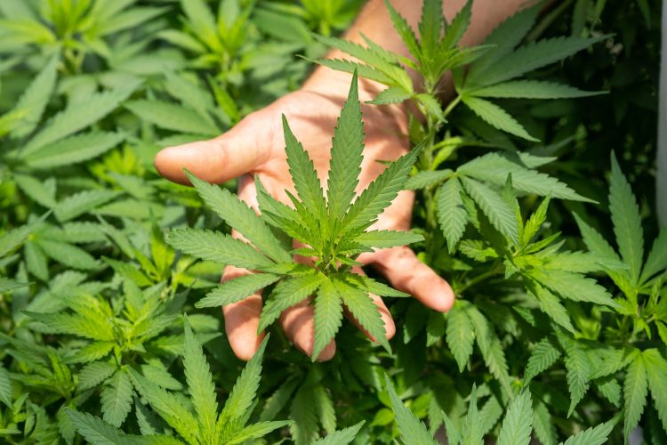 CIA: România a devenit țară sursă de canabis. Marijuana, cultivată în Bărăgan