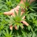 CIA: România a devenit țară sursă de canabis. Marijuana, cultivată în Bărăgan