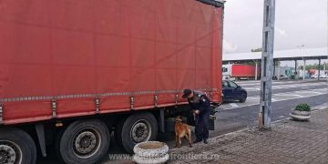 Aproximativ 7.000 pachete cu țigări ascunse printre canapele, găsite cu ajutorul câinelui Cora