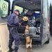 Măsuri de întărire a dispozitivului de supraveghere şi control la frontiera cu Ungaria. Alături de poliţiştii de frontieră  participă şi echipajele canine