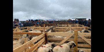 Concluziile celei de-a cincea ediție a Târgului Expoziţional de Berbeci, la Baia Mare