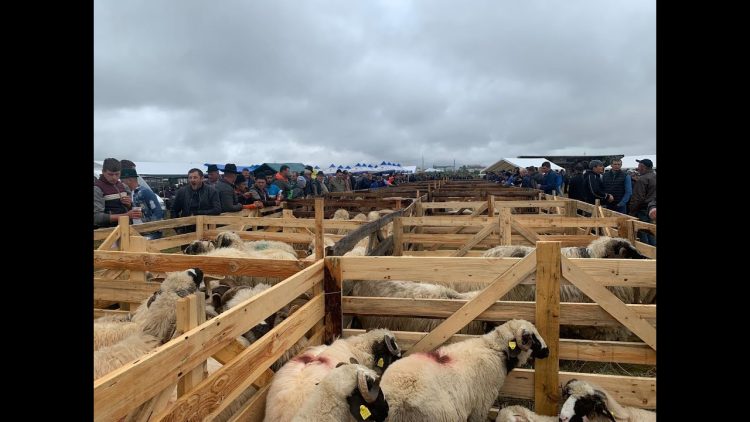 Concluziile celei de-a cincea ediție a Târgului Expoziţional de Berbeci, la Baia Mare