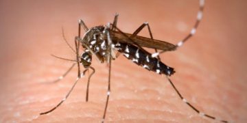 Au fost depistate două cazuri de meningită West Nile în România. Ambii pacienți sunt la ATI, în stare foarte gravă