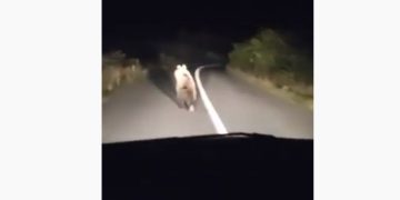 Urs văzut în satul Dumbrava din Târgu Lăpuș. VIDEO