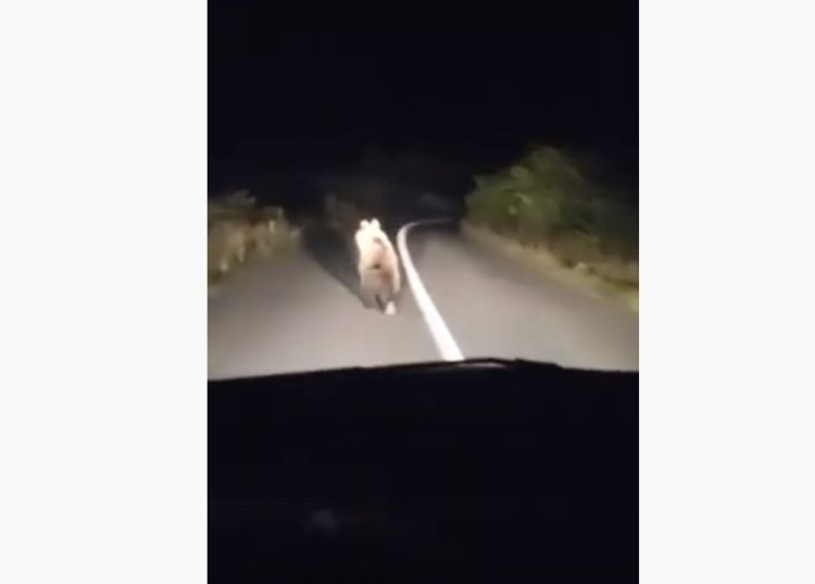 Urs văzut în satul Dumbrava din Târgu Lăpuș. VIDEO