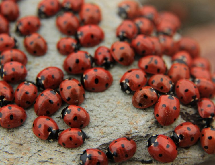 Invazie de buburuze în Țara Lăpușului