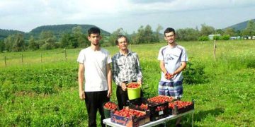 Afacere genială în Târgu Lăpuș: „Aurul” roșu și gustos este vândut peste tot în lume