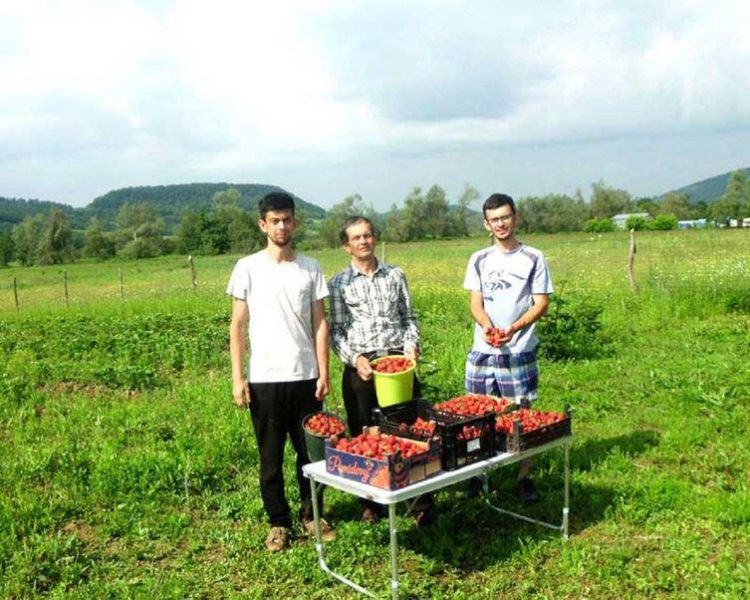 Afacere genială în Târgu Lăpuș: „Aurul” roșu și gustos este vândut peste tot în lume