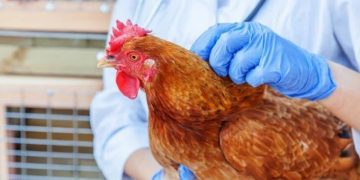 În Europa a fost semnalat un caz de transmitere a gripei aviare la om