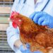 În Europa a fost semnalat un caz de transmitere a gripei aviare la om