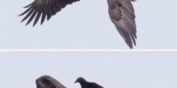 Fiecare la nivelul lui