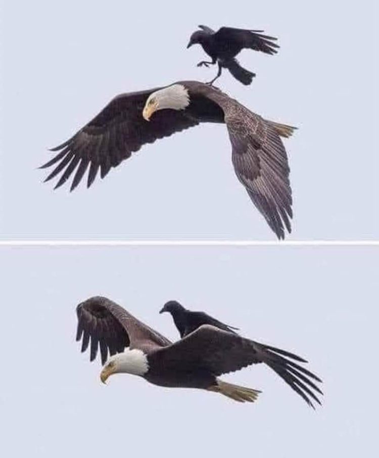 Fiecare la nivelul lui