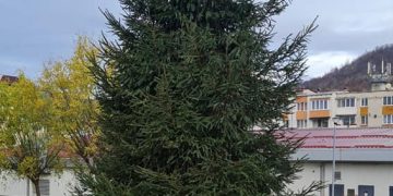 Bradul de Crăciun a ajuns în parcul civic din Baia Sprie