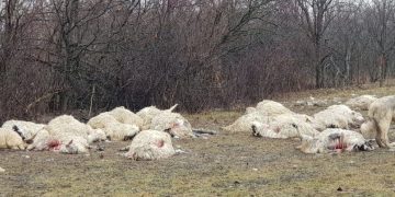 Stână atacată de urs! 45 de oi au fost sfâșiate