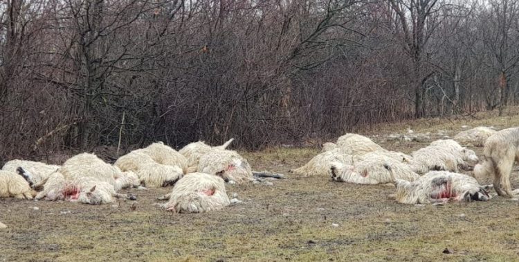 Stână atacată de urs! 45 de oi au fost sfâșiate