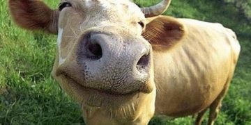 Fermierii pot depune cereri pentru ajutorul din sectorul creșterii animalelor