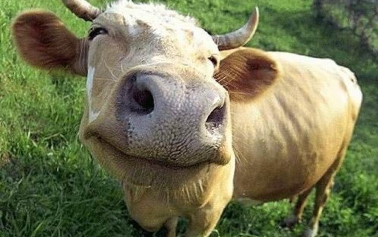 Fermierii pot depune cereri pentru ajutorul din sectorul creșterii animalelor