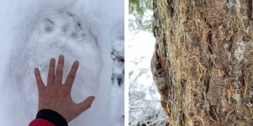 Atenție la urs! Zona Izvoare spre Vârful Igniș!