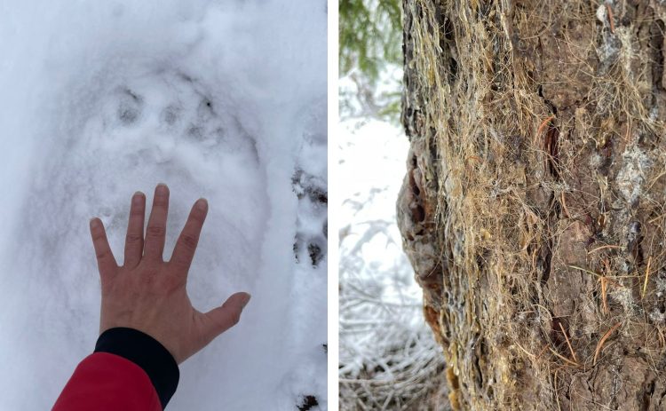 Atenție la urs! Zona Izvoare spre Vârful Igniș!