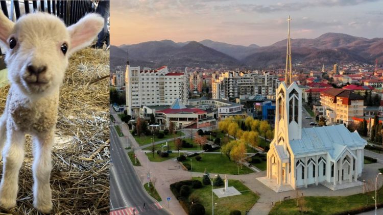 Vă dați zmei, dar sunteți miei! (Nici de capre nu mai sunteți bune)